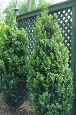 Dee Runk Columnar Boxwood - 2 Gallon Pot 9 Dee Runk Columnar Boxwood - 2 Gallon Pot -Garden Outdoor Plant Store Boxwood Dee Runk 2 500x750 3