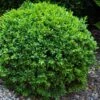 Dwarf English Boxwood - 1 Gallon Pot 2 Dwarf English Boxwood - 1 Gallon Pot -Garden Outdoor Plant Store Boxwood Dwarf English 1 2