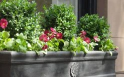 Dwarf English Boxwood - 2 Gallon Pot -Garden Outdoor Plant Store Boxwood Dwarf English 2 1