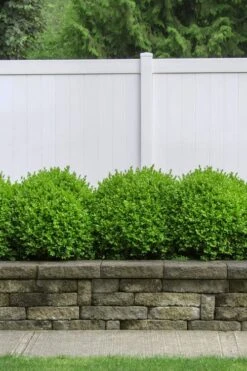 Dwarf English Boxwood - 6 Pack Of 1 Gallon Pots 10 Dwarf English Boxwood - 6 Pack Of 1 Gallon Pots -Garden Outdoor Plant Store Boxwood Dwarf English 3