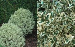 Dwarf Variegated Boxwood - 5 Gallon Pot -Garden Outdoor Plant Store Boxwood Dwarf Variegated 50