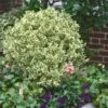 Dwarf Variegated Boxwood - 1 Gallon Pot -Garden Outdoor Plant Store Boxwood Dwarf Variegated 500x750 3