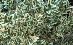 Dwarf Variegated Boxwood - 1 Gallon Pot -Garden Outdoor Plant Store Boxwood Dwarf Variegated 51 2