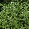 Franklins Gem Dwarf Boxwood - 6 Pack Of 1 Gallon Pots -Garden Outdoor Plant Store Boxwood Franklins Dwarf BS 2