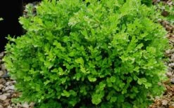 Franklins Gem Dwarf Boxwood - 3 Gallon Pot 11 Franklins Gem Dwarf Boxwood - 3 Gallon Pot -Garden Outdoor Plant Store Boxwood Franklins Gem