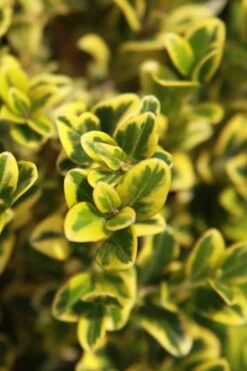 Golden Triumph Variegated Dwarf Boxwood - 6 Pack Of 1 Gallon Pots 13 Golden Triumph Variegated Dwarf Boxwood - 6 Pack Of 1 Gallon Pots -Garden Outdoor Plant Store Boxwood Golden Triumph 3
