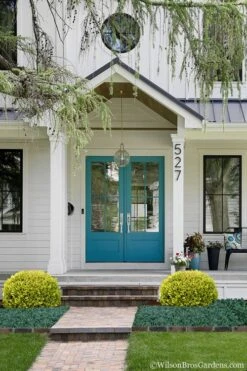 Golden Triumph Variegated Dwarf Boxwood - 1 Gallon Pot 12 Golden Triumph Variegated Dwarf Boxwood - 1 Gallon Pot -Garden Outdoor Plant Store Boxwood Golden Triumph 7 2