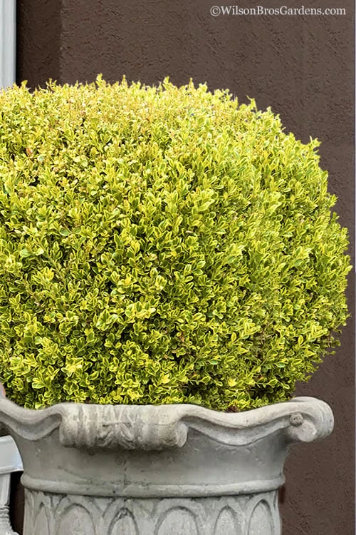Golden Triumph Variegated Dwarf Boxwood - 3 Gallon Pot 3 Golden Triumph Variegated Dwarf Boxwood - 3 Gallon Pot