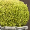 Golden Triumph Variegated Dwarf Boxwood - 1 Gallon Pot 2 Golden Triumph Variegated Dwarf Boxwood - 1 Gallon Pot -Garden Outdoor Plant Store Boxwood Golden Triumph 9 2