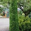 Graham Blandy Columnar Boxwood - 3 Gallon Pot 2 Graham Blandy Columnar Boxwood - 3 Gallon Pot -Garden Outdoor Plant Store Boxwood Graham Blandy 1 1