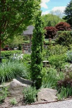 Graham Blandy Columnar Boxwood - 1 Gallon Pot -Garden Outdoor Plant Store Boxwood Graham Blandy 2 3