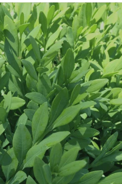 Green Mountain Boxwood - 2 Gallon Pot 14 Green Mountain Boxwood - 2 Gallon Pot -Garden Outdoor Plant Store Boxwood Green Mountain 12 2