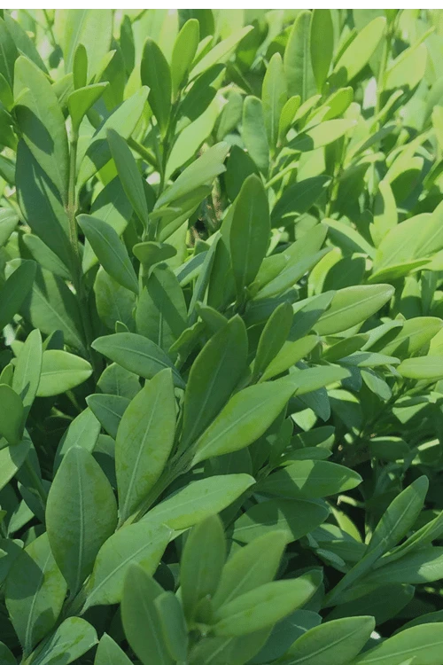 Green Mountain Boxwood - 2 Gallon Pot 8 Green Mountain Boxwood - 2 Gallon Pot - Image 6