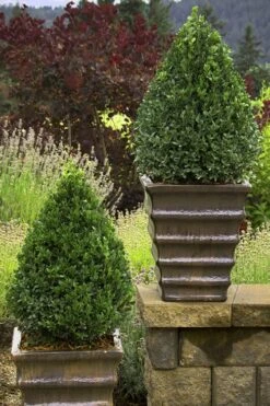 Green Mountain Boxwood - 2.5 Quart Pot 12 Green Mountain Boxwood - 2.5 Quart Pot -Garden Outdoor Plant Store Boxwood Green Mountain 23 3