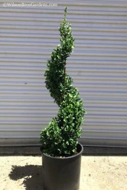 Green Mountain Boxwood Spiral Topiary - 5 Gallon Pot 9 Green Mountain Boxwood Spiral Topiary - 5 Gallon Pot -Garden Outdoor Plant Store Boxwood Green Mountain Spiral 1