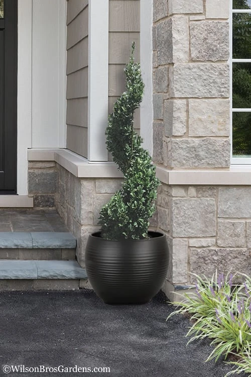 Common Boxwood Spiral Topiary - 5 Gallon Pot 3 Common Boxwood Spiral Topiary - 5 Gallon Pot