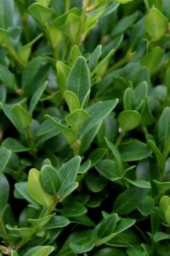 Green Velvet Boxwood - 1 Gallon Pot -Garden Outdoor Plant Store Boxwood Green Velvet 1 1