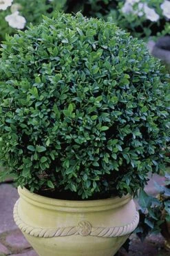 Green Velvet Boxwood - 6 Pack Of 1 Gallon Pots -Garden Outdoor Plant Store Boxwood Green Velvet 3 2