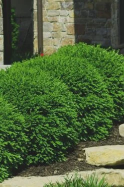 Green Velvet Boxwood - 7 Gallon Pot -Garden Outdoor Plant Store Boxwood Green Velvet 7