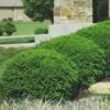 Green Velvet Boxwood - 6 Pack Of 1 Gallon Pots 2 Green Velvet Boxwood - 6 Pack Of 1 Gallon Pots -Garden Outdoor Plant Store Boxwood Green Velvet 8 2