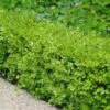 Japanese Boxwood (Buxus Microphylla) - 7 Gallon Pot -Garden Outdoor Plant Store Boxwood Japanese 500x750 3