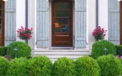 Japanese Boxwood - Buxus Microphylla - 3 Gallon Pot 14 Japanese Boxwood - Buxus Microphylla - 3 Gallon Pot -Garden Outdoor Plant Store Boxwood Japanese Entryway 3