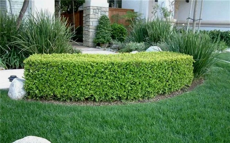 Japanese Boxwood - Buxus Microphylla - 6 Pack Of 1 Gallon Pots 9 Japanese Boxwood - Buxus Microphylla - 6 Pack Of 1 Gallon Pots - Image 7