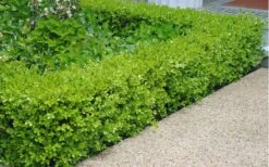 Japanese Boxwood (Buxus Microphylla) - 7 Gallon Pot 13 Japanese Boxwood (Buxus Microphylla) - 7 Gallon Pot -Garden Outdoor Plant Store Boxwood Japanese Hedge 2 2
