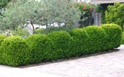 Japanese Boxwood - Buxus Microphylla - 3 Gallon Pot 15 Japanese Boxwood - Buxus Microphylla - 3 Gallon Pot -Garden Outdoor Plant Store Boxwood Japanese Hedge 3 3