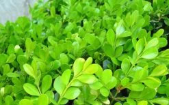 Japanese Boxwood - Buxus Microphylla - 3 Gallon Pot 17 Japanese Boxwood - Buxus Microphylla - 3 Gallon Pot -Garden Outdoor Plant Store Boxwood Japanese Leaves Closeup 3