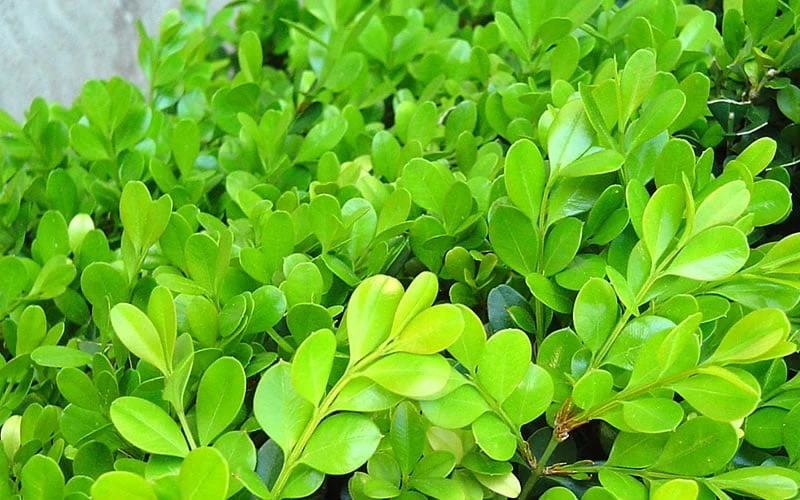 Japanese Boxwood - Buxus Microphylla - 3 Gallon Pot 10 Japanese Boxwood - Buxus Microphylla - 3 Gallon Pot - Image 8