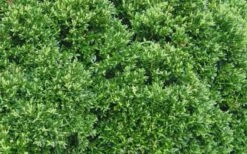 Justin Brouwers Dwarf Boxwood - 6 Pack Of 1 Gallon Pots 11 Justin Brouwers Dwarf Boxwood - 6 Pack Of 1 Gallon Pots -Garden Outdoor Plant Store Boxwood Justin Brouwers Leaves 1