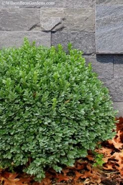Korean Dwarf Boxwood - Buxus Sinica Var. Insularis 'Nana' - 1 Gallon Pot 13 Korean Dwarf Boxwood - Buxus Sinica Var. Insularis 'Nana' - 1 Gallon Pot -Garden Outdoor Plant Store Boxwood Korean Dwarf Insularis Nana 1 1