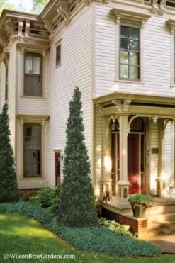 Pyramid Boxwood (Buxus Sempervirens 'Pyramidalis) - 1 Gallon Pot 9 Pyramid Boxwood (Buxus Sempervirens 'Pyramidalis) - 1 Gallon Pot -Garden Outdoor Plant Store Boxwood Pyramidalis 11