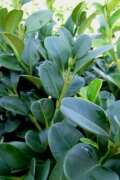 Shadow Sentry Pyramidal Boxwood - 3 Gallon Pot 11 Shadow Sentry Pyramidal Boxwood - 3 Gallon Pot -Garden Outdoor Plant Store Boxwood Shadow Sentry 1