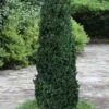 Shadow Sentry Pyramidal Boxwood - 3 Gallon Pot -Garden Outdoor Plant Store Boxwood Shadow Sentry 2