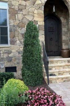 Shadow Sentry Pyramidal Boxwood - 3 Gallon Pot 10 Shadow Sentry Pyramidal Boxwood - 3 Gallon Pot -Garden Outdoor Plant Store Boxwood Shadow Sentry 3