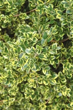 Sunburst Variegated Korean Boxwood - 1 Gallon Pot 13 Sunburst Variegated Korean Boxwood - 1 Gallon Pot -Garden Outdoor Plant Store Boxwood Sunburst 2