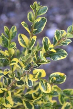 Sunburst Variegated Korean Boxwood - 1 Gallon Pot 14 Sunburst Variegated Korean Boxwood - 1 Gallon Pot -Garden Outdoor Plant Store Boxwood Sunburst