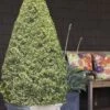 Variegated Boxwood Cone Topiary (Buxus Sempervirens 'Variegata') - 3 Gallon Pot 1 Variegated Boxwood Cone Topiary (Buxus Sempervirens 'Variegata') - 3 Gallon Pot -Garden Outdoor Plant Store Boxwood Variegated Cone 10