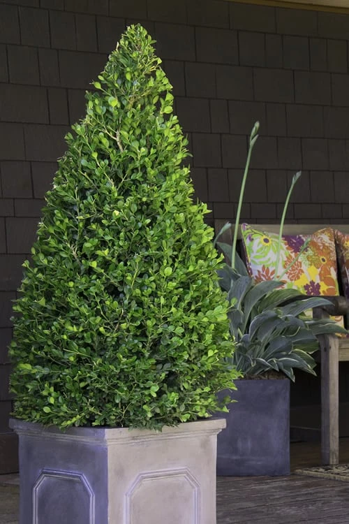 Wintergreen Boxwood - 6 Pack Of 1 Gallon Pots 6 Wintergreen Boxwood - 6 Pack Of 1 Gallon Pots - Image 4