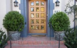 Wintergreen Boxwood - 1 Gallon Pot 12 Wintergreen Boxwood - 1 Gallon Pot -Garden Outdoor Plant Store Boxwood Wintergreen 12 1