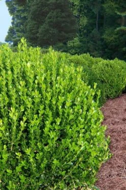 Wintergreen Boxwood - 6 Pack Of 1 Gallon Pots 13 Wintergreen Boxwood - 6 Pack Of 1 Gallon Pots -Garden Outdoor Plant Store Boxwood Wintergreen 500x750 1