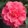 Ack-Scent Fragrant Pink Camellia Japonica - 3 Gallon Pot 1 Ack-Scent Fragrant Pink Camellia Japonica - 3 Gallon Pot -Garden Outdoor Plant Store Camellia Ack Scent JW 1