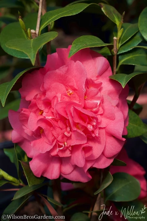 Ack-Scent Fragrant Pink Camellia Japonica - 3 Gallon Pot 6 Ack-Scent Fragrant Pink Camellia Japonica - 3 Gallon Pot - Image 4