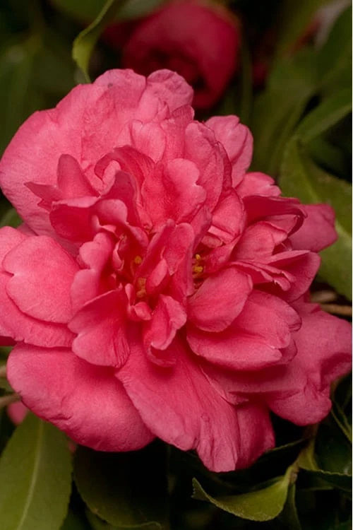 Alabama Beauty Camellia Sasanqua - 2.5 Quart Pot 3 Alabama Beauty Camellia Sasanqua - 2.5 Quart Pot