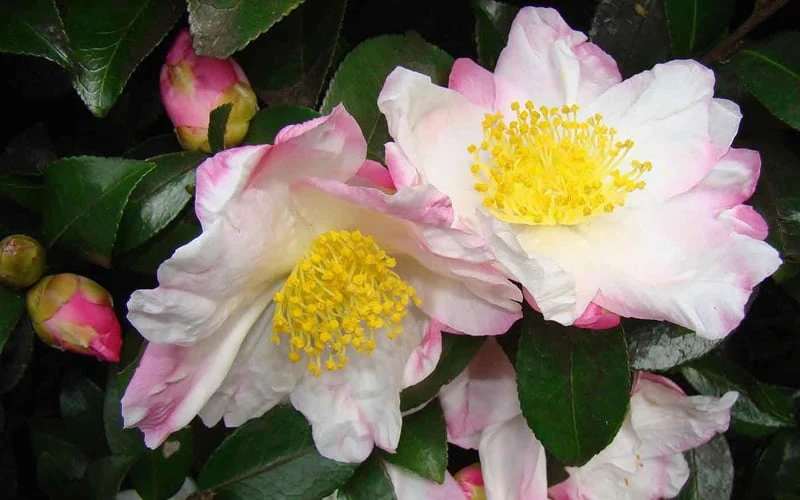 Apple Blossom Camellia Sasanqua - 3 Gallon Pot 7 Apple Blossom Camellia Sasanqua - 3 Gallon Pot - Image 5