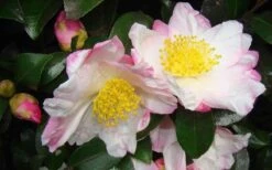 Apple Blossom Camellia Sasanqua - 1 Gallon Pot 12 Apple Blossom Camellia Sasanqua - 1 Gallon Pot -Garden Outdoor Plant Store Camellia Apple Blossom 1