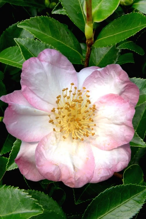 Apple Blossom Camellia Sasanqua - 3 Gallon Pot 3 Apple Blossom Camellia Sasanqua - 3 Gallon Pot