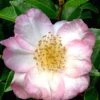 Apple Blossom Camellia Sasanqua - 1 Gallon Pot